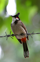 Crested Bulbul 紅耳鵯