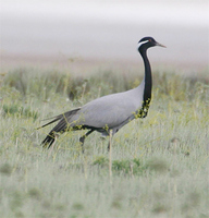 Demoiselle Crane