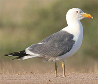 Steppe Gull