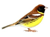 Yellow-breasted Bunting Emberiza aureola