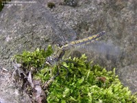 Stor Blåpil (Orthetrum cancellatum)  Foto/billede af