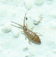 Willowsia nigromaculata