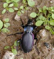 Carabus violaceus - Violet ground beetle