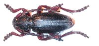 Dorcadion gallipolitanum