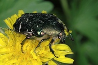 Cetonia aurata - Rose Chafer