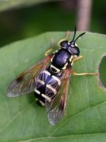 Chrysotoxum festivum