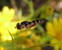 Syritta pipiens