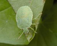 Palomena viridissima