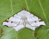 Macaria alternata - Sharp-angled Peacock