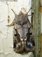 Orthosia gothica - Hebrew Character