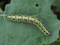 Pieris brassicae - Large White