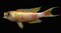 Callanthias ruber, Parrot seaperch: fisheries, gamefish