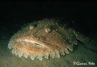 Lophius budegassa, Black-bellied angler: fisheries