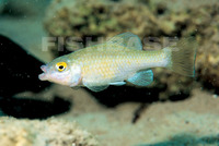 Cyprinodon bifasciatus, Cuatro Cienegas pupfish: