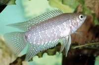 Microctenopoma fasciolatum, Banded ctenopoma: aquarium