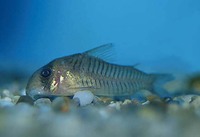 Corydoras griseus, Gray corydoras: aquarium