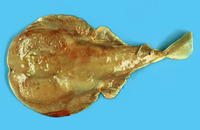 Narke japonica, Japanese sleeper ray: fisheries