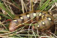 Hyles gallii - Bedstraw Hawk-moth