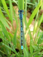 Enallagma cyathigerum - Common Blue Damselfly