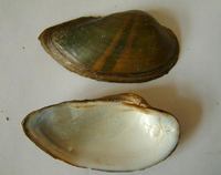 Unio tumidus