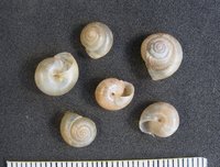 Trichia lubomirskii