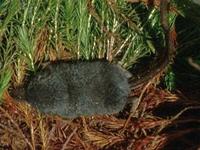 Image of: Sorex dispar (long-tailed shrew)