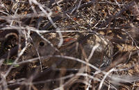 Image of: Sylvilagus audubonii (Audubon's cottontail)