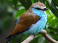 Coracias spatulatus - Racket-tailed Roller