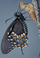 Image of: Papilio troilus (spicebush swallowtail)
