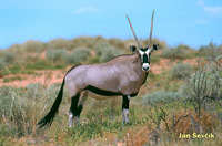 Oryx gazella - South African Oryx