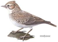 Image of: Alauda arvensis (sky lark)