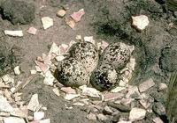 Image of: Charadrius vociferus (killdeer)