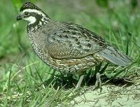 Image of: Colinus virginianus (northern bobwhite)