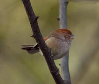 Image of: Paradoxornis webbianus (vinous-throated parrotbill)