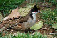 Image of: Pycnonotus jocosus (red-whiskered bulbul)