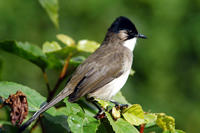 Image of: Pycnonotus xanthorrhous (brown-breasted bulbul)