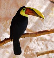 Image of: Ramphastos ambiguus (black-mandibled toucan)