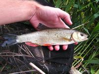 Squalius cephalus - European Chub