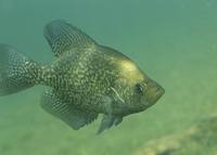 Pomoxis nigromaculatus - Black Crappie