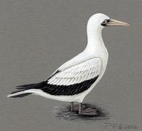 Image of: sula dactylatra (masked booby)