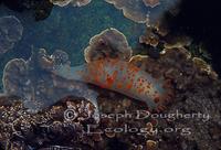 Image of: Triopha catalinae (sea-clown triopha)