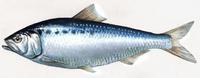 Image of: Alosa sapidissima (American shad)