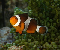 Amphiprion ocellaris - Clown Anemonefish