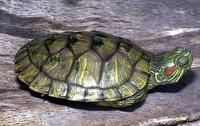 Image of: Trachemys scripta (common slider)