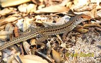 Ameiva bifrontata