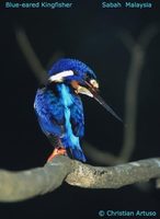 Blue-eared Kingfisher - Alcedo meninting