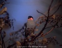 Eurasian Bullfinch - Pyrrhula pyrrhula