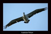 Australian Pelican