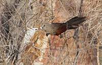 Madagascar Coucal (Centropus toulou) photo