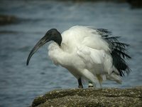 Sacred Ibis - Threskiornis aethiopicus